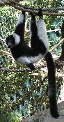 Black-and-white ruffed lemur httpsuploadwikimediaorgwikipediacommonsthu