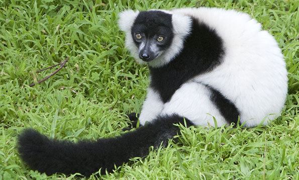 Black-and-white ruffed lemur San Francisco Zoo
