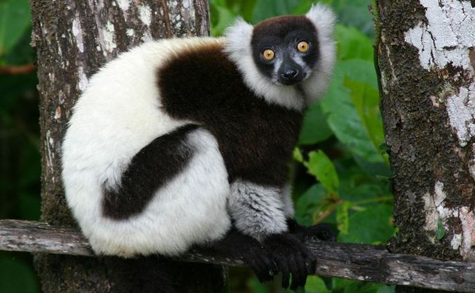 Black-and-white ruffed lemur Black and White Ruffed Lemur City of Edmonton