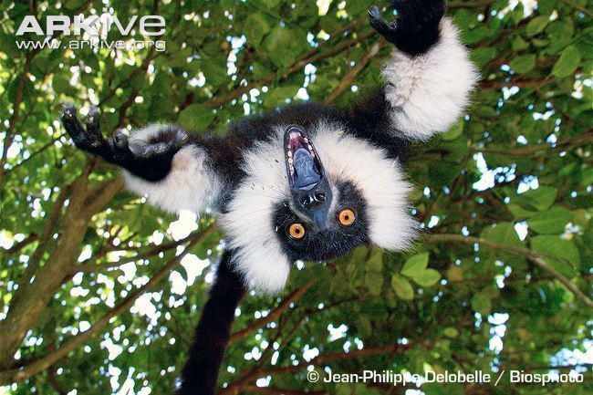 Black-and-white ruffed lemur Blackandwhite ruffed lemur photo Varecia variegata G123795