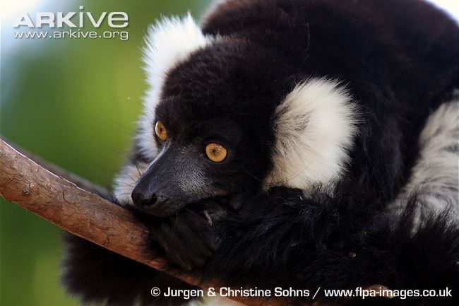Black-and-white ruffed lemur Blackandwhite ruffed lemur videos photos and facts Varecia