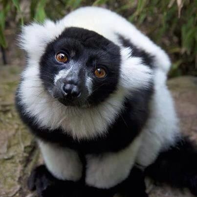 Black-and-white ruffed lemur Black And White Ruffed Lemur Cutest Paw
