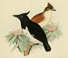 Black-and-white shrike-flycatcher httpsuploadwikimediaorgwikipediacommonsthu
