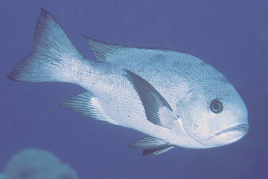 Black and white snapper Blackandwhite Snapper Macolor niger Forsskl 1775 Australian