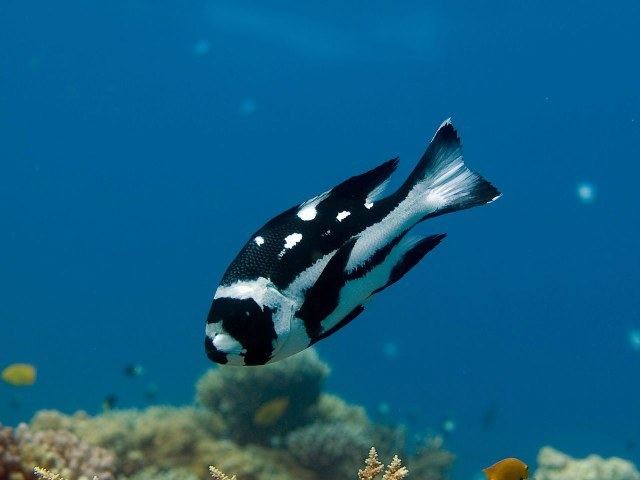 Black and white snapper Macolor niger Macau Biodiversity