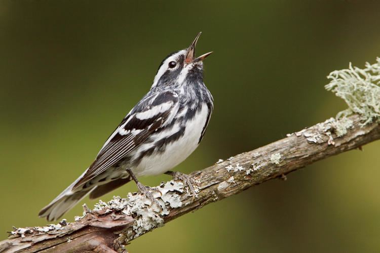 Black-and-white warbler Blackandwhite Warbler Audubon Field Guide