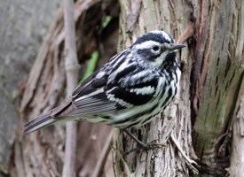 Black-and-white warbler Blackandwhite Warbler Identification All About Birds Cornell