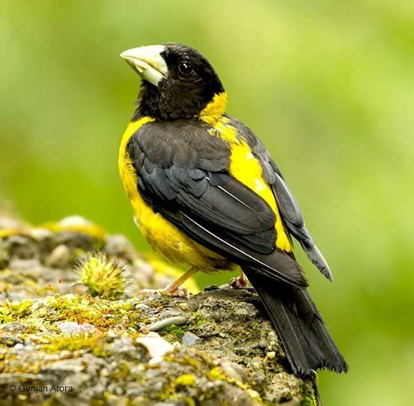 Black-and-yellow grosbeak Oriental Bird Club Image Database Blackandyellow Grosbeak