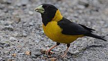 Black-and-yellow grosbeak httpsuploadwikimediaorgwikipediacommonsthu