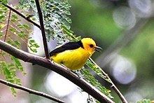 Black-and-yellow tanager Blackandyellow tanager Wikipedia