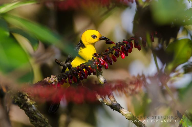 Black-and-yellow tanager Blackandyellow Tanager Chrysothlypis chrysomelas Flickr