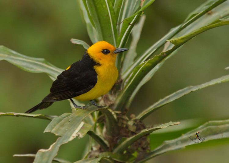 Black-and-yellow tanager Tangara Negro y Dorado Blackandyellow Tanager Chrys Flickr