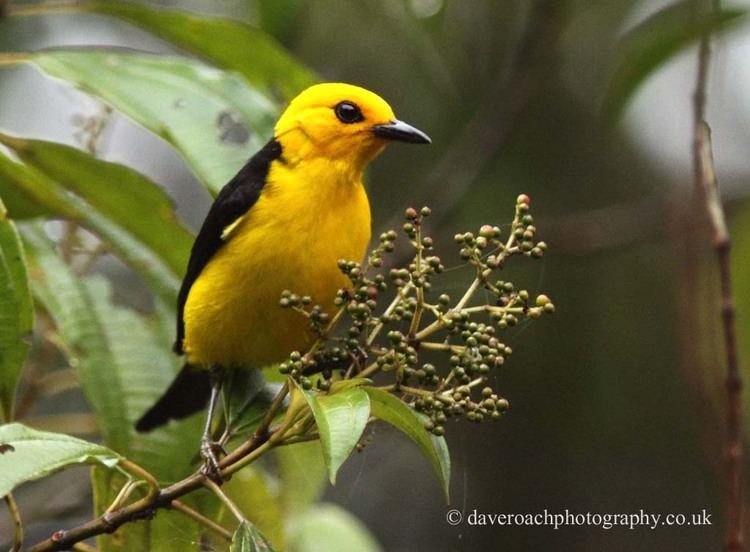 Black-and-yellow tanager amazonclikpiccomdaveroachimagesBlackandyell