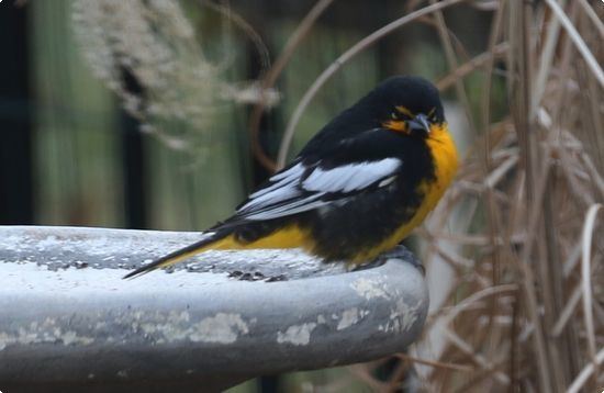 Black-backed oriole Rare oriole lands in Lower Heidelberg Township creating a frenzy