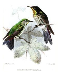 Black-backed thornbill httpsuploadwikimediaorgwikipediacommonsthu