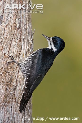 Black-backed woodpecker Blackbacked woodpecker videos photos and facts Picoides arcticus