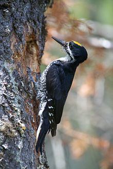 Black-backed woodpecker Blackbacked woodpecker Wikipedia
