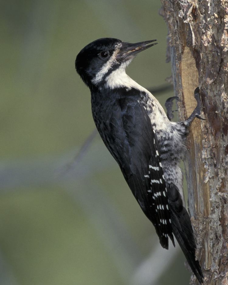 Black-backed woodpecker Blackbacked Woodpecker Audubon Field Guide