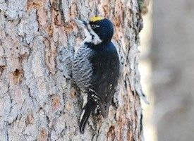 Black-backed woodpecker Blackbacked Woodpecker Identification All About Birds Cornell