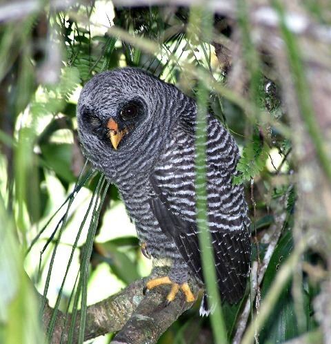 Black-banded owl wwwbirdforumnetopusimagesaa8BlackbandedOw