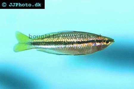 Black-banded rainbowfish Black banded rainbowfish Melanotaenia nigrans