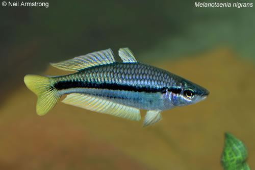 Black-banded rainbowfish Melanotaenia nigrans