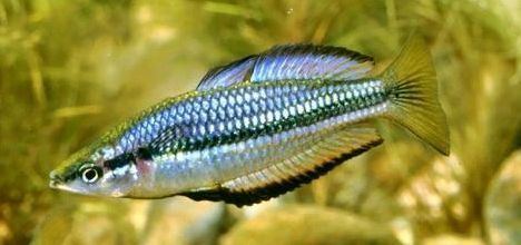 Black-banded rainbowfish Melanotaenia nigrans Blackbanded Rainbowfish Black Banded Rainbow