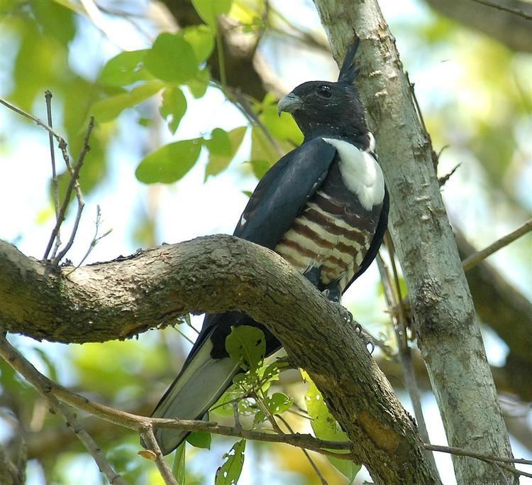 Black baza httpsuploadwikimediaorgwikipediacommonsaa