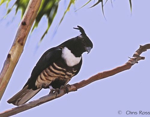 Black baza Oriental Bird Club Image Database Black Baza Aviceda leuphotes