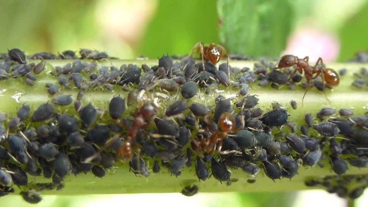 Black bean aphid Red Ants Black Bean Aphid Honeydew Rauir maurar Blals