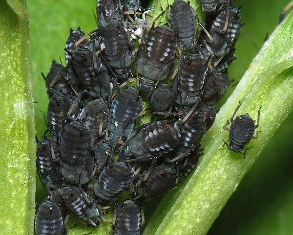 Black bean aphid Aphis fabae speciesgroup Black Bean aphid identification images