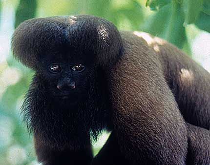 Black bearded saki 1000 images about Primates New World Redbacked Bearded Saki