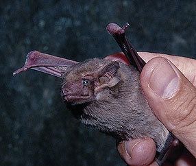 Black-bearded tomb bat Taphozous melanopogon