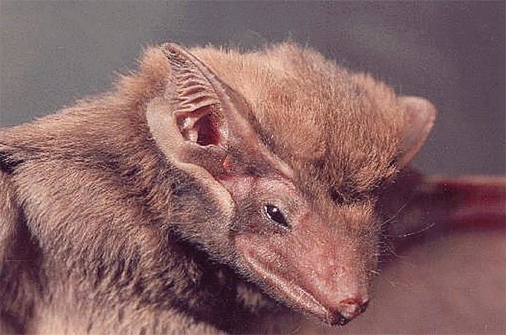 Black-bearded tomb bat animaldiversityorgcollectionscontributorspkum
