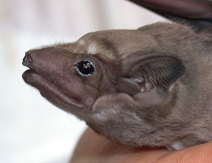 Black-bearded tomb bat taph5jpg