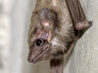 Black-bearded tomb bat Blackbearded Tomb Bat Taphozous melanopogon