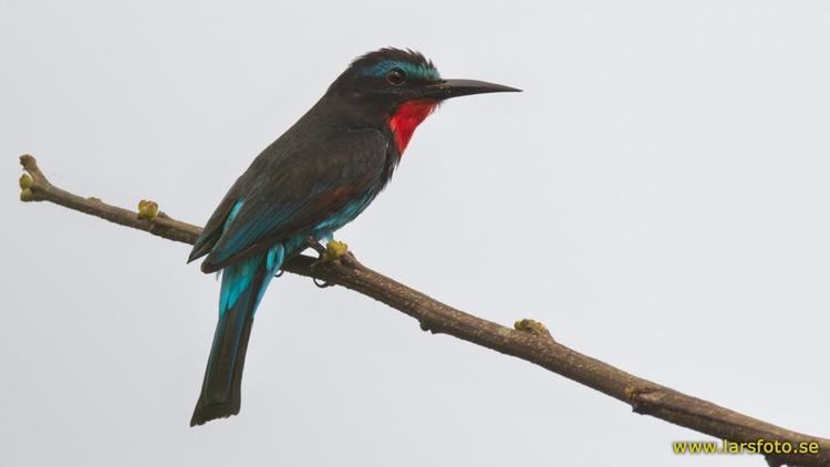 Black bee-eater Black Beeeater Merops gularis videos photos and sound recordings