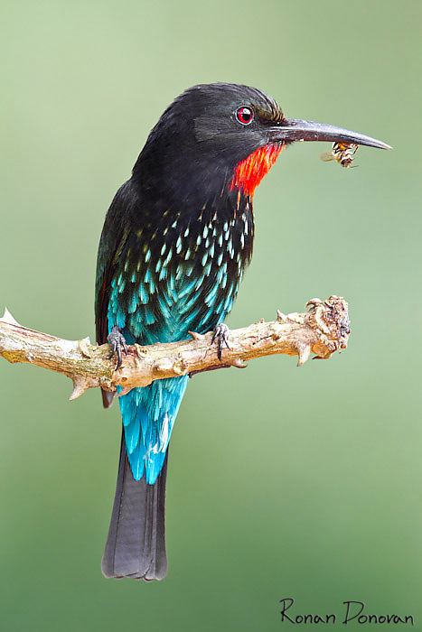 Black bee-eater 1000 images about Birds Beeeaters on Pinterest