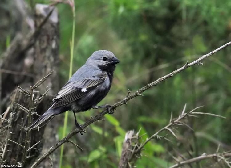 Black-bellied seedeater Blackbellied Seedeater Sporophila melanogaster videos photos and