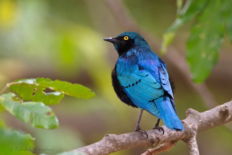 Black-bellied starling Blackbellied Starling Zwartbuikglansspreeuw photo Ronald