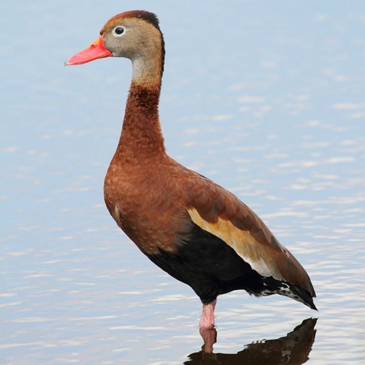 Black-bellied whistling duck Black Bellied Whistling Ducks Purely Poultry