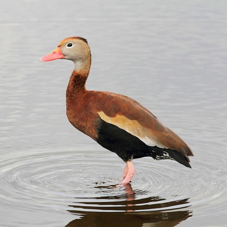 Black-bellied whistling duck httpswwwpurelypoultrycomimagesblackbellied