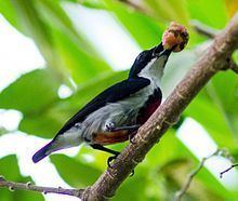 Black-belted flowerpecker httpsuploadwikimediaorgwikipediacommonsthu