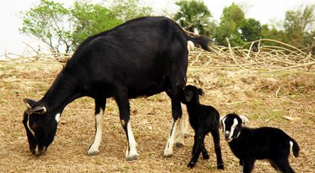 Black Bengal goat Black Bengal goat Wikipedia