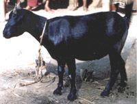 Black Bengal goat wwwnawebiaeaorgnafaaphimagesblackbengal2jpg