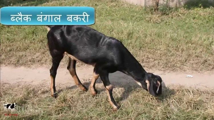 Black Bengal goat BlacK Bengal Goat amp its benefits