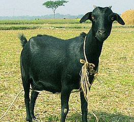 Black Bengal goat Black Bengal Goat Breed Profile Information SheepFarmin
