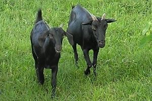 Black Bengal goat Prized Black Bengal Goats of Bangladesh IAEA