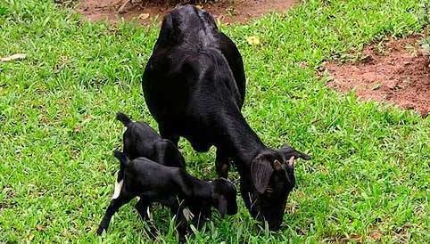 Black Bengal goat Black Bengal Goat Farming Information Guide Goat Farming