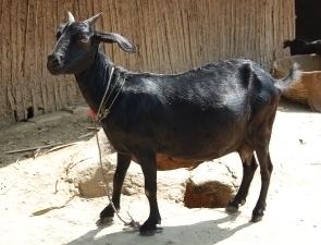 Black Bengal goat Indian Goat Breeds Information Guide Agrifarmingin